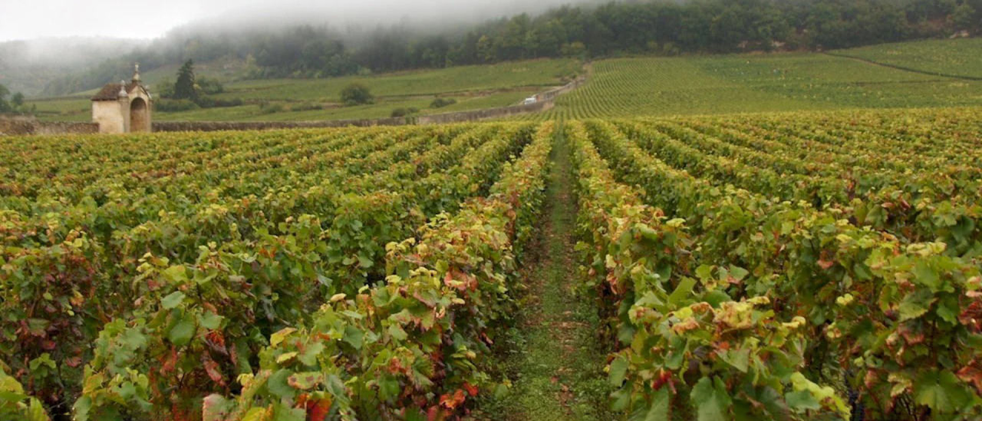 Interesting things about Domaine Fourrier you should definitely know about